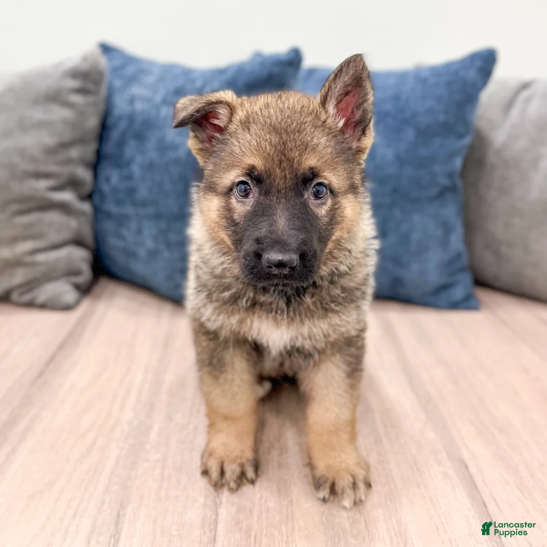 German Shepherd dogs for sale: Kenny - Ad 1