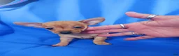 Chihuahua dogs for sale: Chereeo - Ad 1