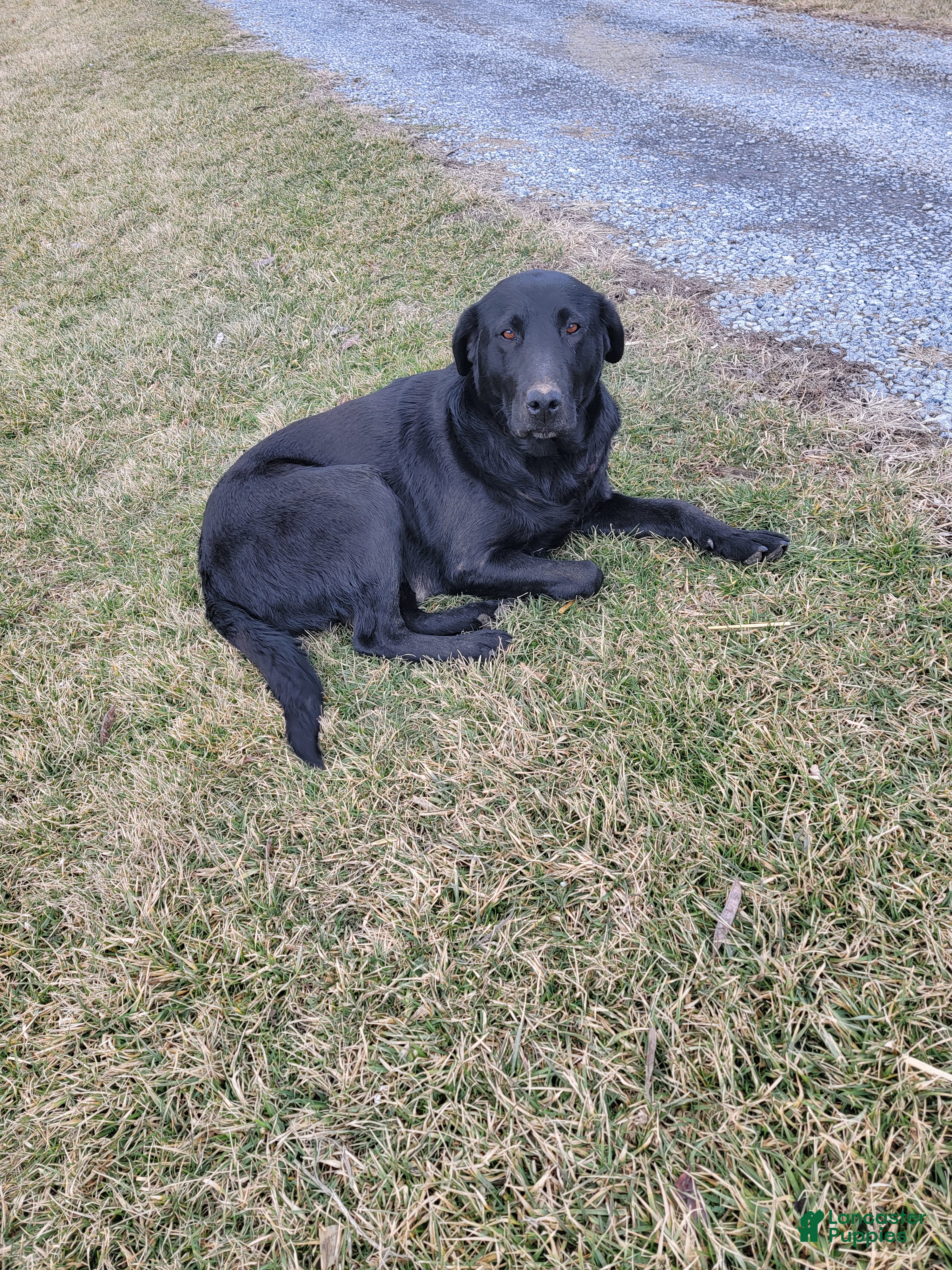 Labrador Retriever dogs Labrador Retriever Puppy 7 - Ad 2