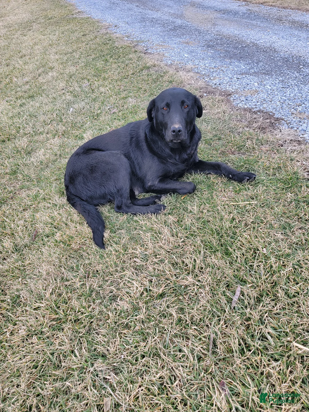 Labrador Retriever dogs for sale: Labrador Retriever Puppy 3 - Ad 2