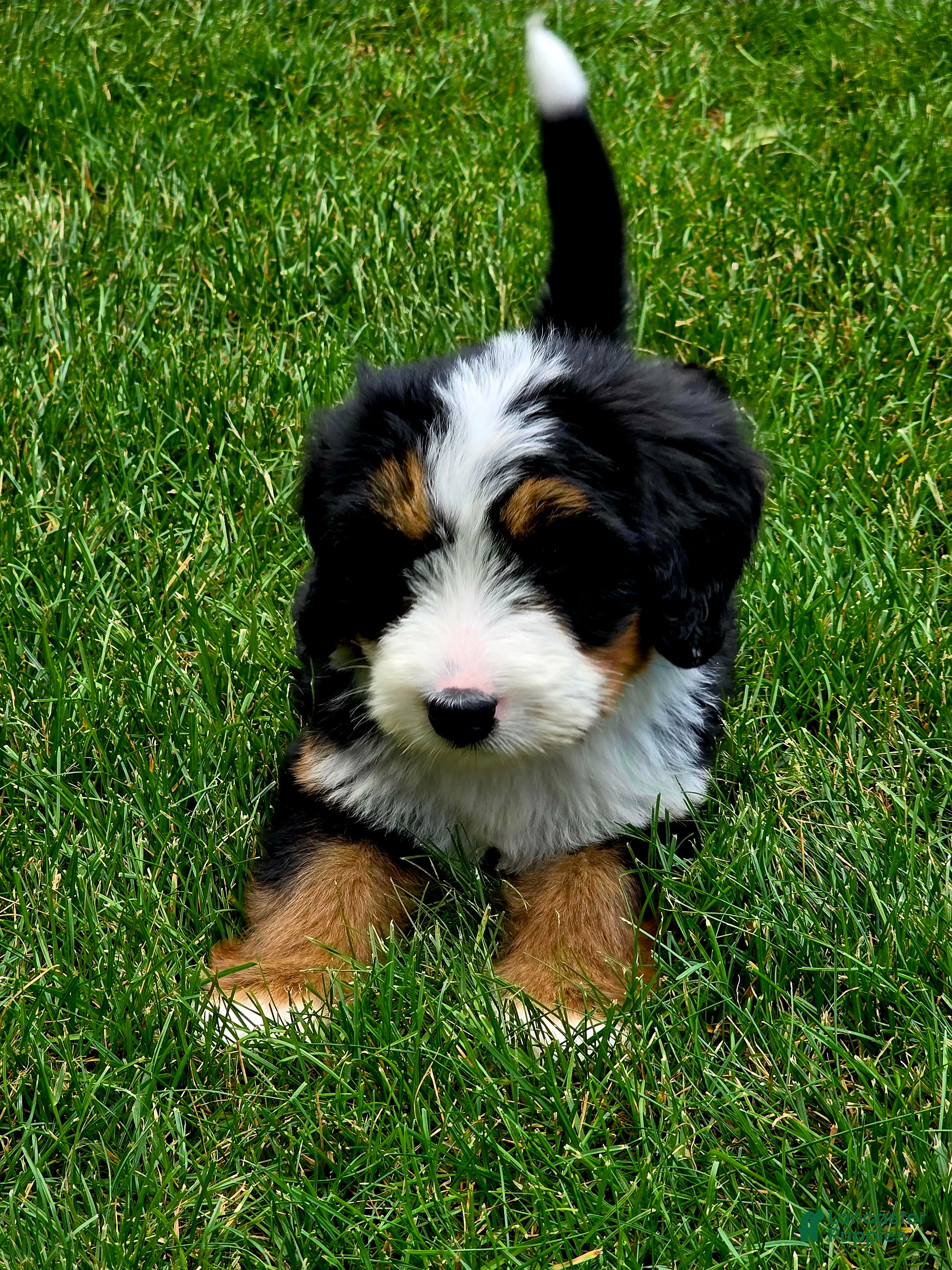 Bernedoodle dogs Pearl - Ad 1