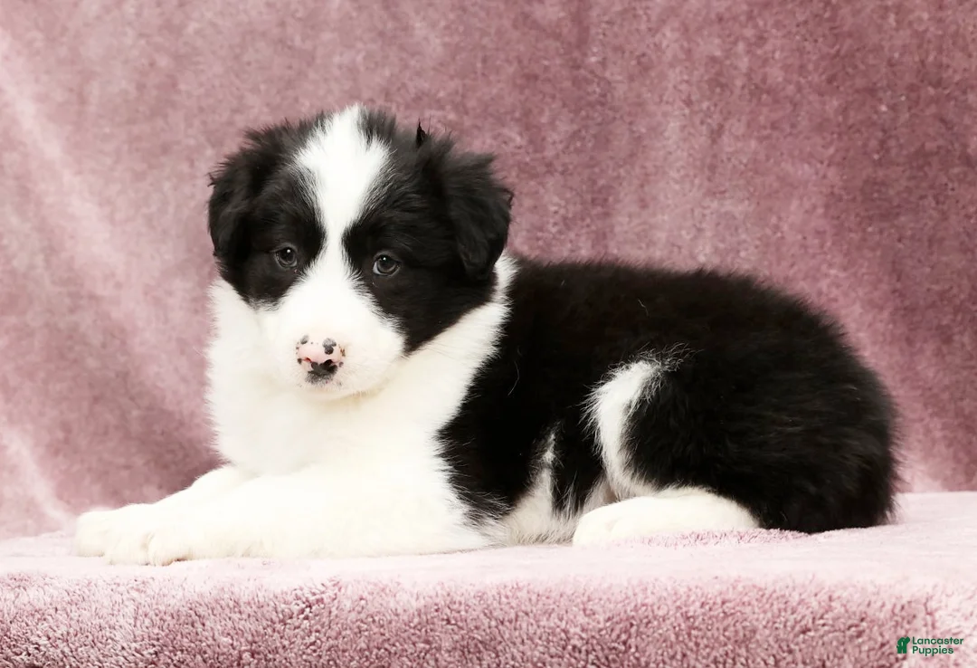 Border Collie dogs for sale: Duke - Ad 5