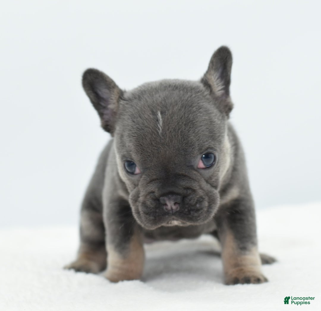 Mixed Breed dogs for sale: Queen lilac tricolor  - Ad 16