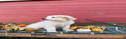 Great Pyrenees dogs for sale: Clark - Ad 6
