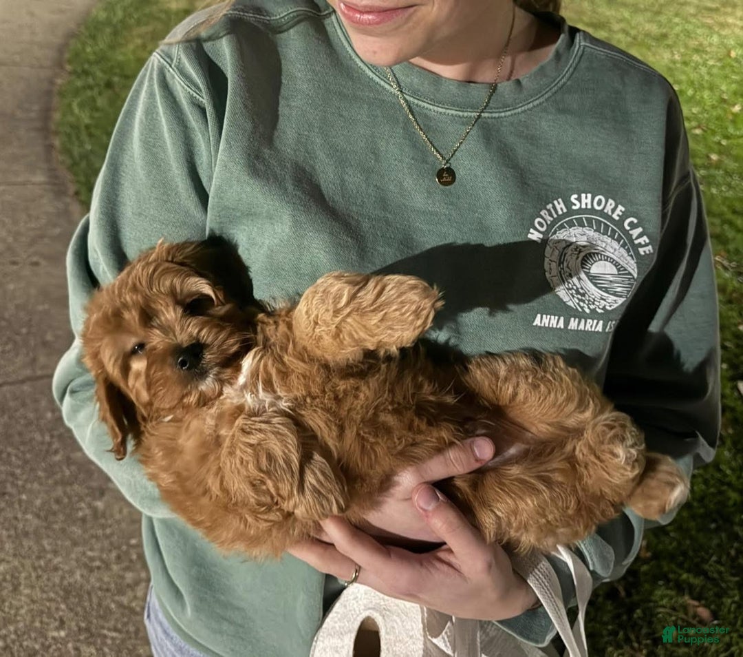 Cavapoo dogs for sale: Theodore  - Ad 2