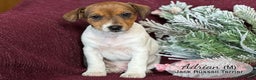 Jack Russell Terrier dogs for sale: Adrian - Ad 2