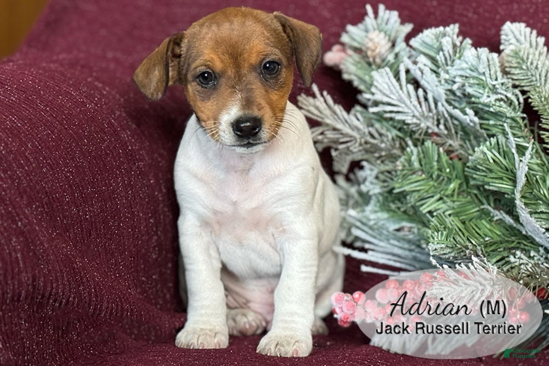 Jack Russell Terrier dogs for sale: Adrian - Ad 2