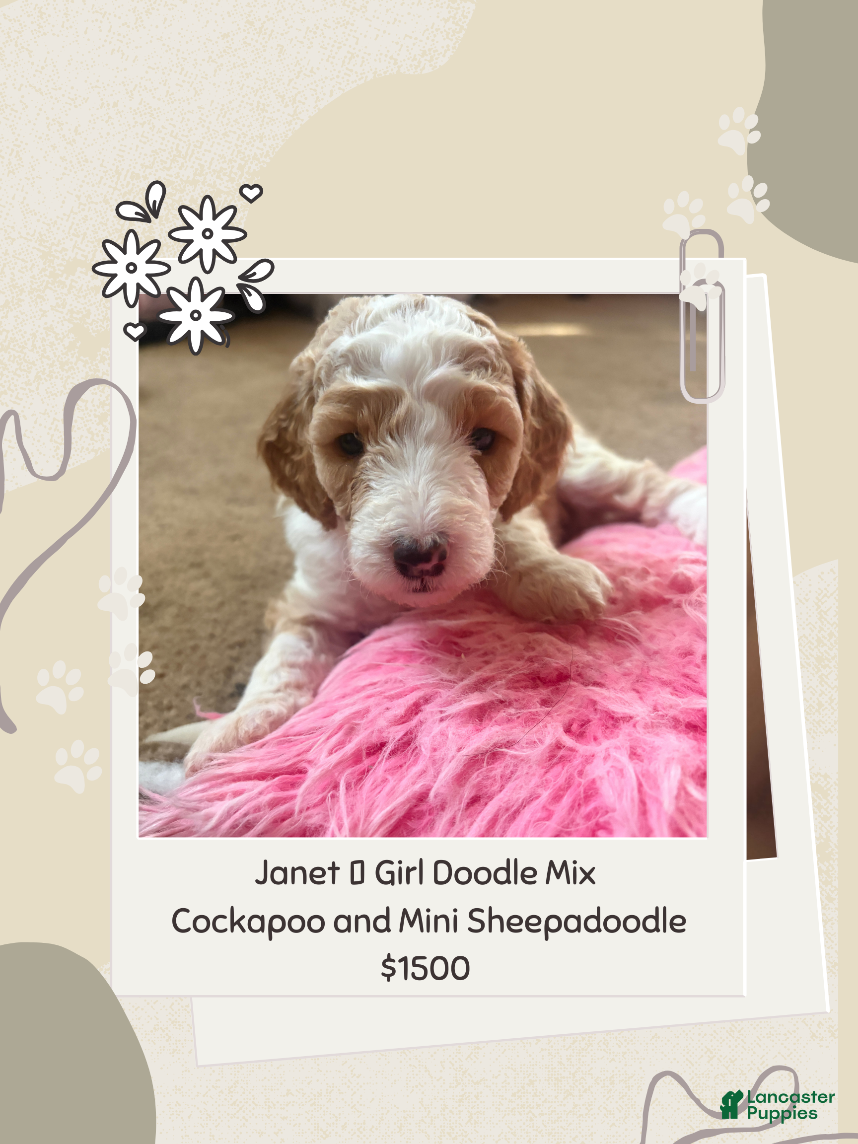 Mixed Breed dogs Janet - Ad 36
