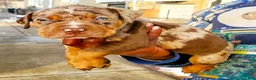 American Bully dogs for sale: "ZENDAYA" MERLE LILAC QUAD COLOR - Ad 1