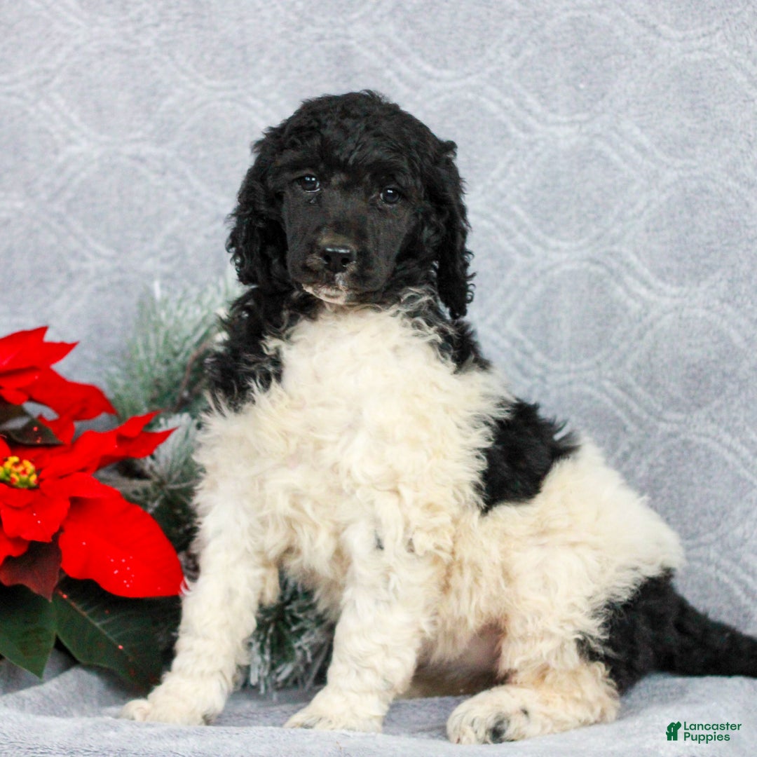 Standard Poodle dogs for sale: Pippa  - Ad 3