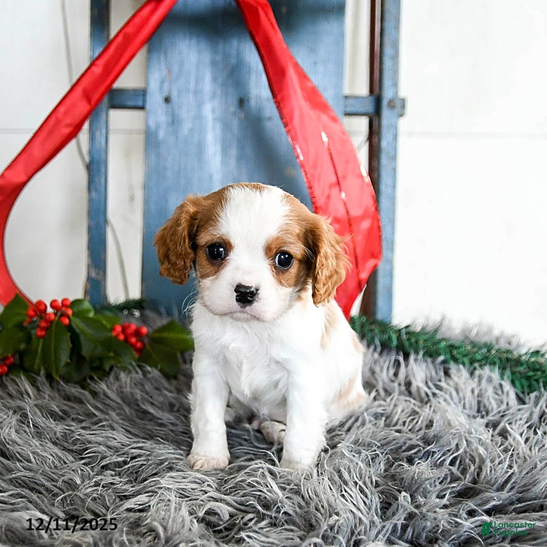 Cavalier King Charles Spaniel dogs for sale: Jasper - Ad 2