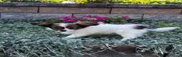 Papillon dogs for sale: Ruby  - Ad 3