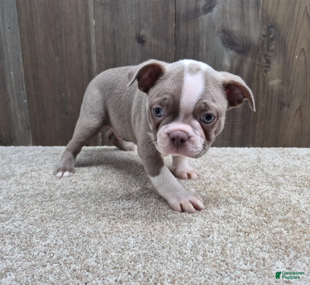 Boston Terrier dogs for sale: Shadow - Ad 1