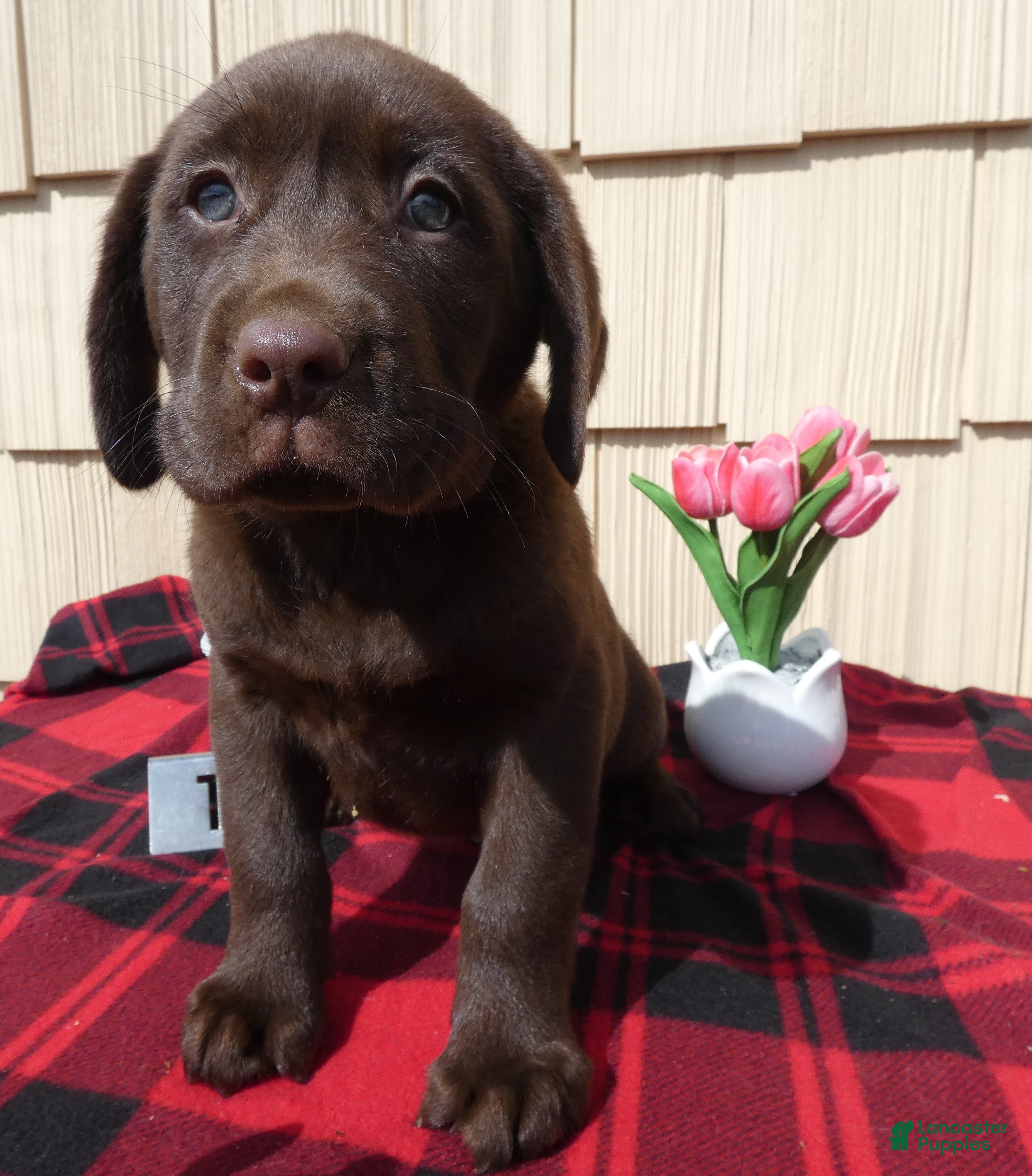Labrador Retriever dogs Labrador Retriever Puppy 1 Ronny - Ad 38