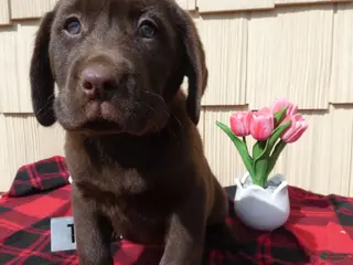 Labrador Retriever dogs Labrador Retriever Puppy 1 Ronny - Ad 38