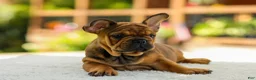 French Bulldog dogs for sale: Olivia – Fawn Brindle - Ad 7