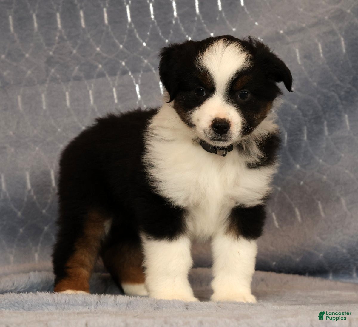 Miniature Australian Shepherd dogs Franklin - Ad 1