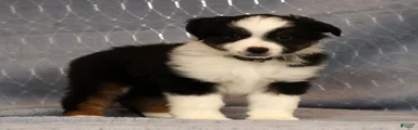 Franklin