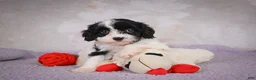 Cavapoo dogs for sale: Cavapoo 2 - Ad 9
