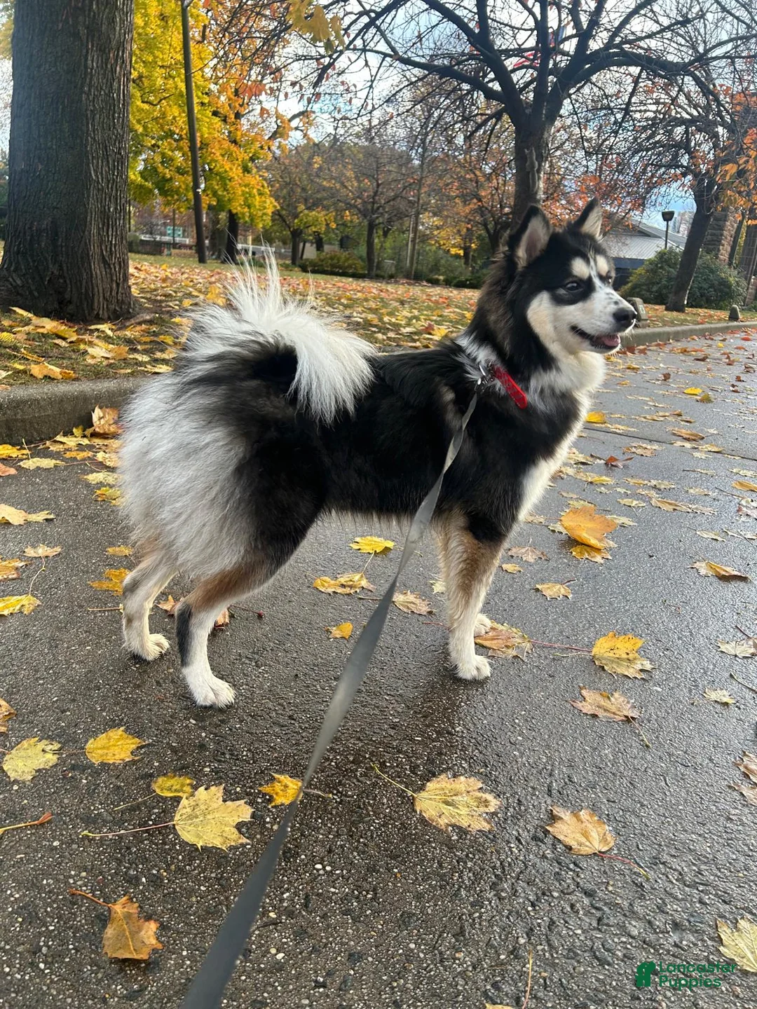 Mixed Breed dogs for sale: Bella  - Ad 3