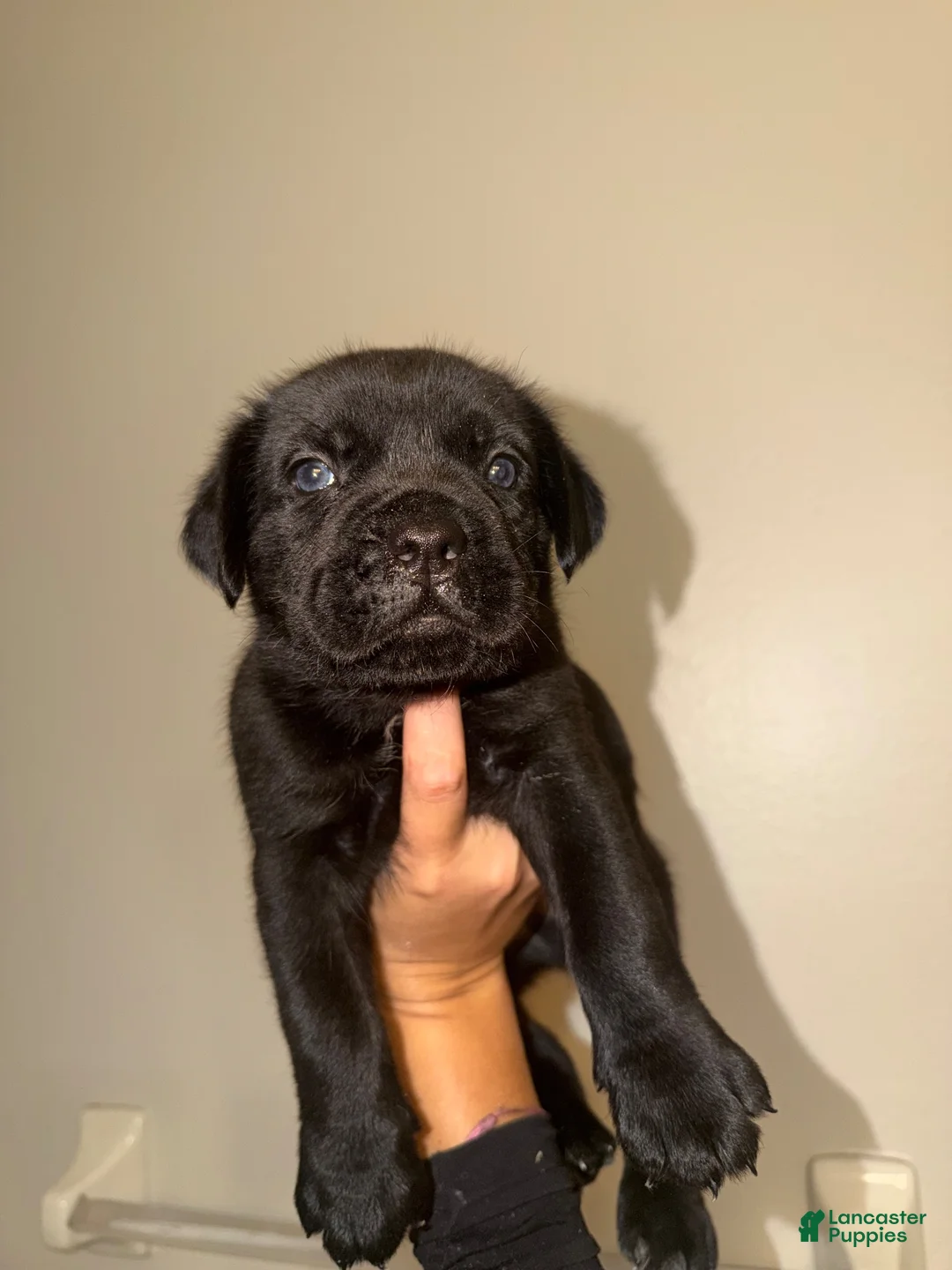 Cane Corso dogs for sale: Cane Corso 2 - Ad 1