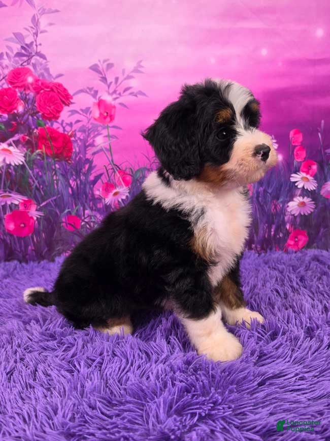 Mini Bernedoodle dogs Scooter - Ad 2