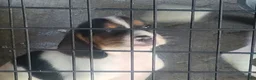 Beagle dogs for sale: Beagle 2 - Ad 1