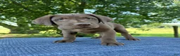 Labrador Retriever dogs for sale: Max - Ad 6