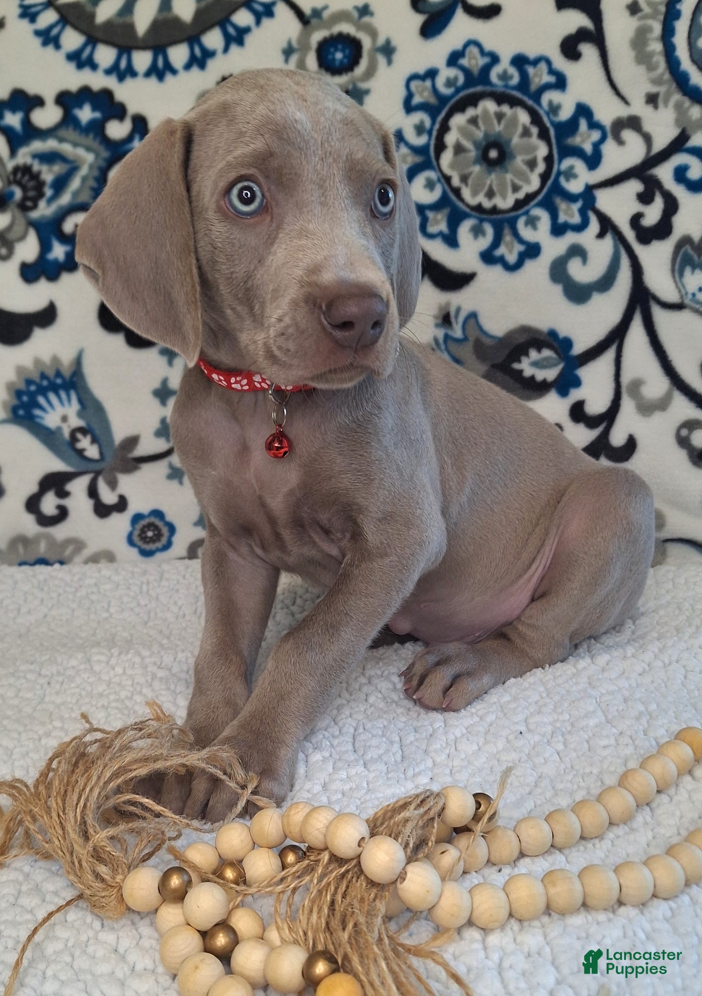 Weimaraner dogs Norris - Ad 2
