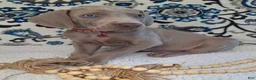 Weimaraner dogs for sale: Norris - Ad 2