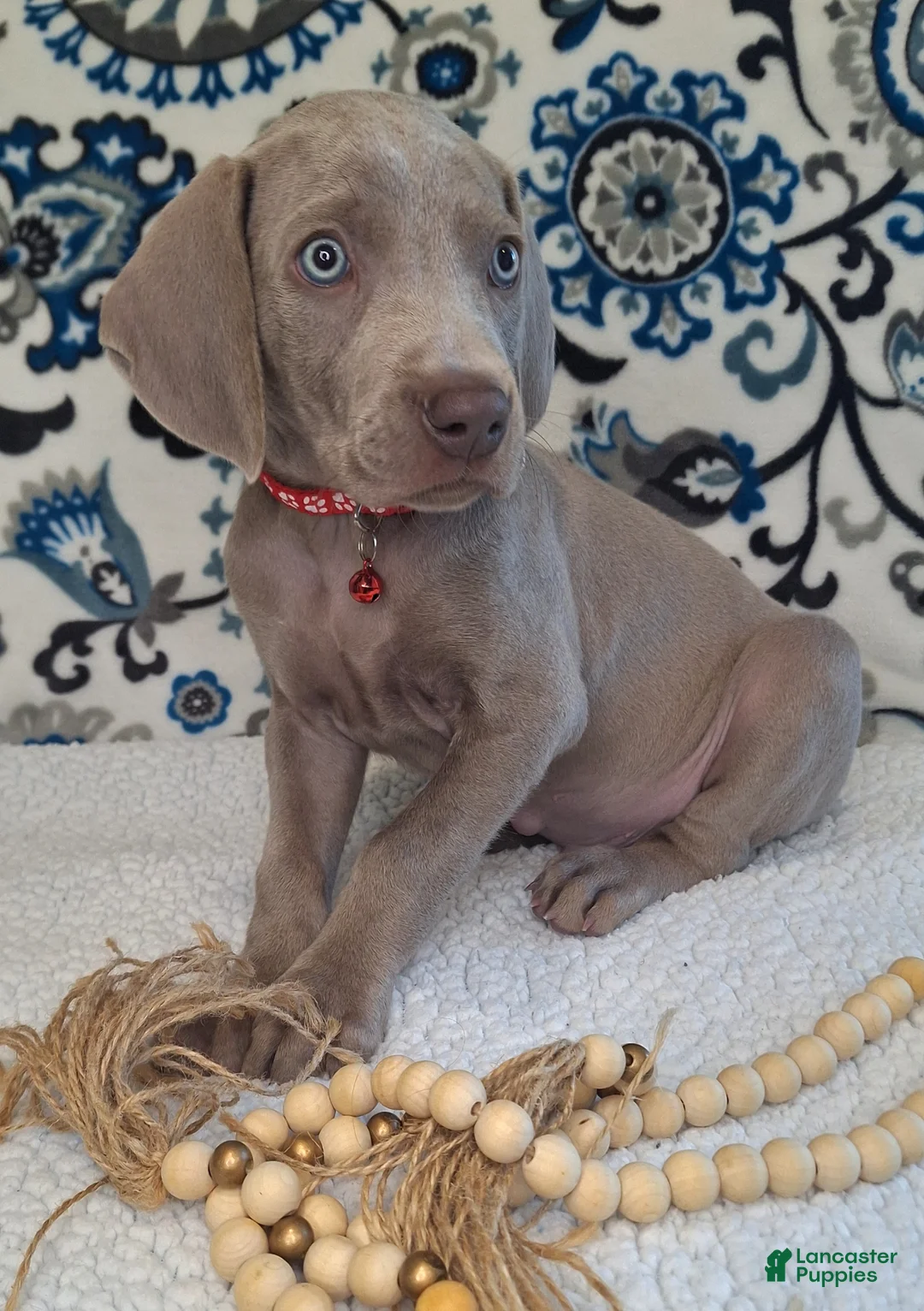 Weimaraner dogs for sale: Norris - Ad 2