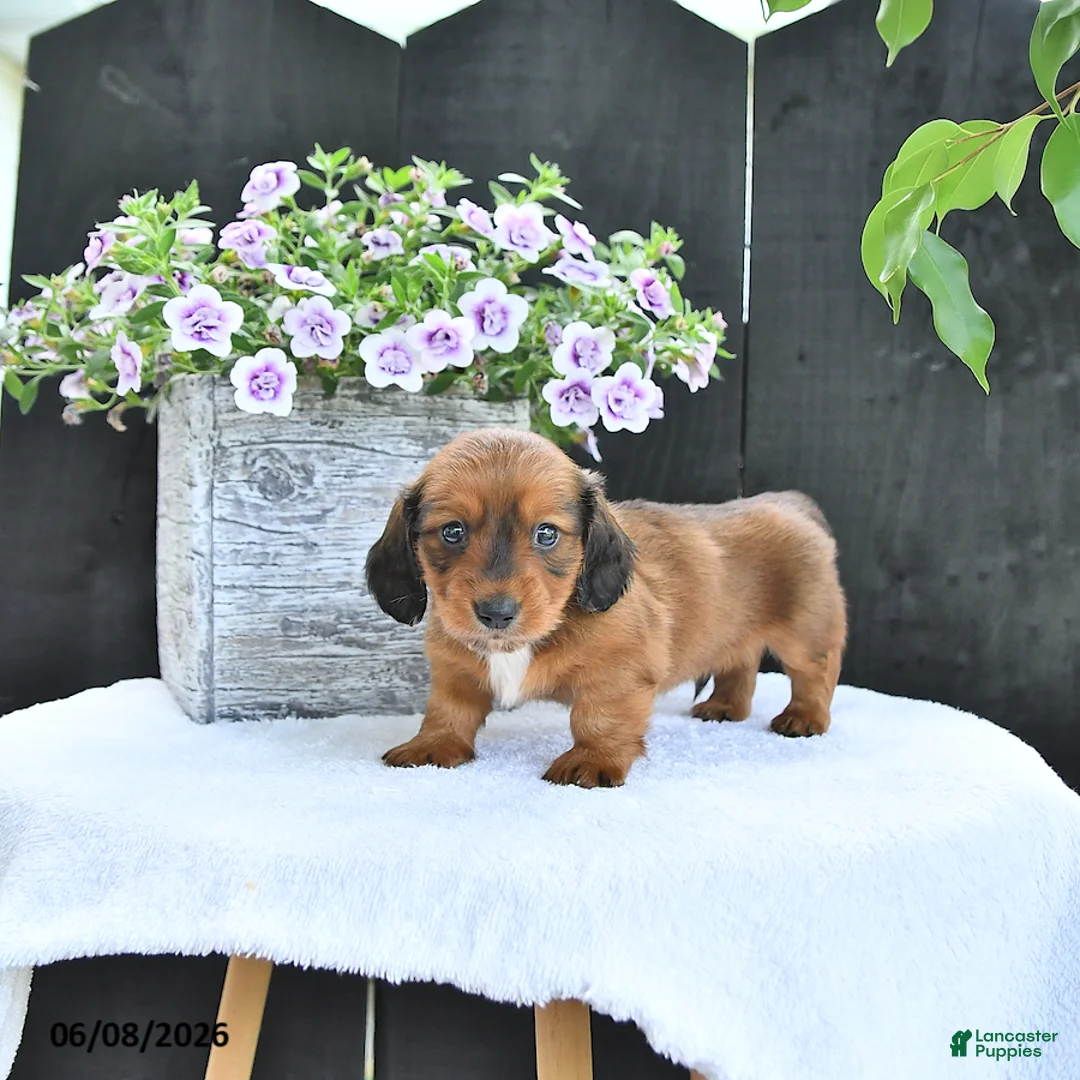 Dachshund dogs for sale: Cole - Ad 1