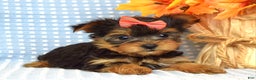 Yorkshire Terrier dogs for sale: Carly  - Ad 8