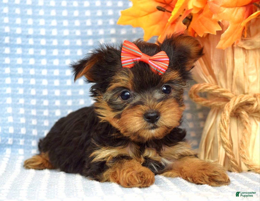 Yorkshire Terrier dogs for sale: Carly  - Ad 8