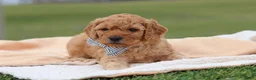 Mini Goldendoodle dogs for sale: Tigger - Ad 5