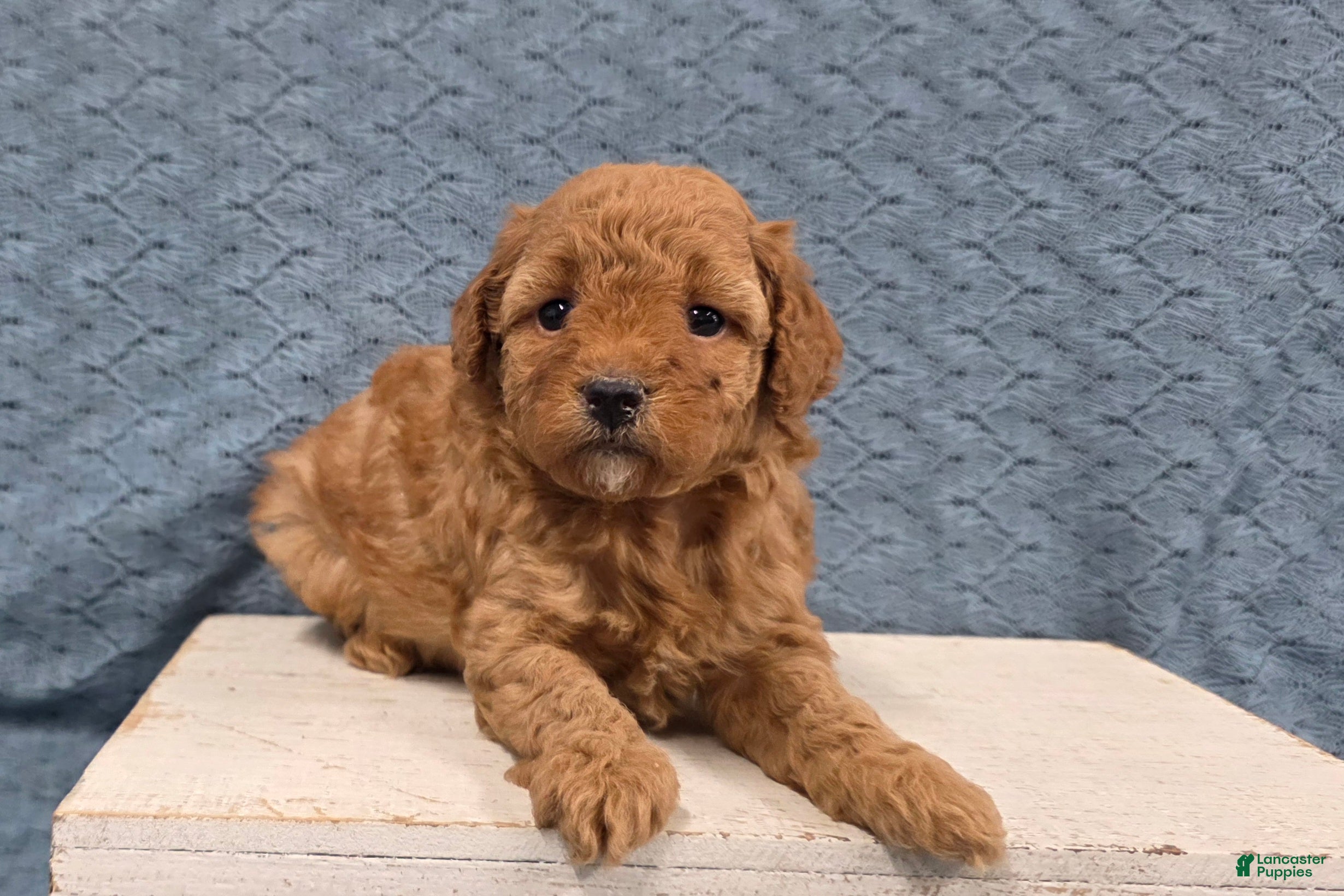 Miniature Poodle dogs Willow - Ad 1