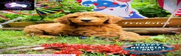 Goldendoodle dogs for sale: Trickster - Ad 5