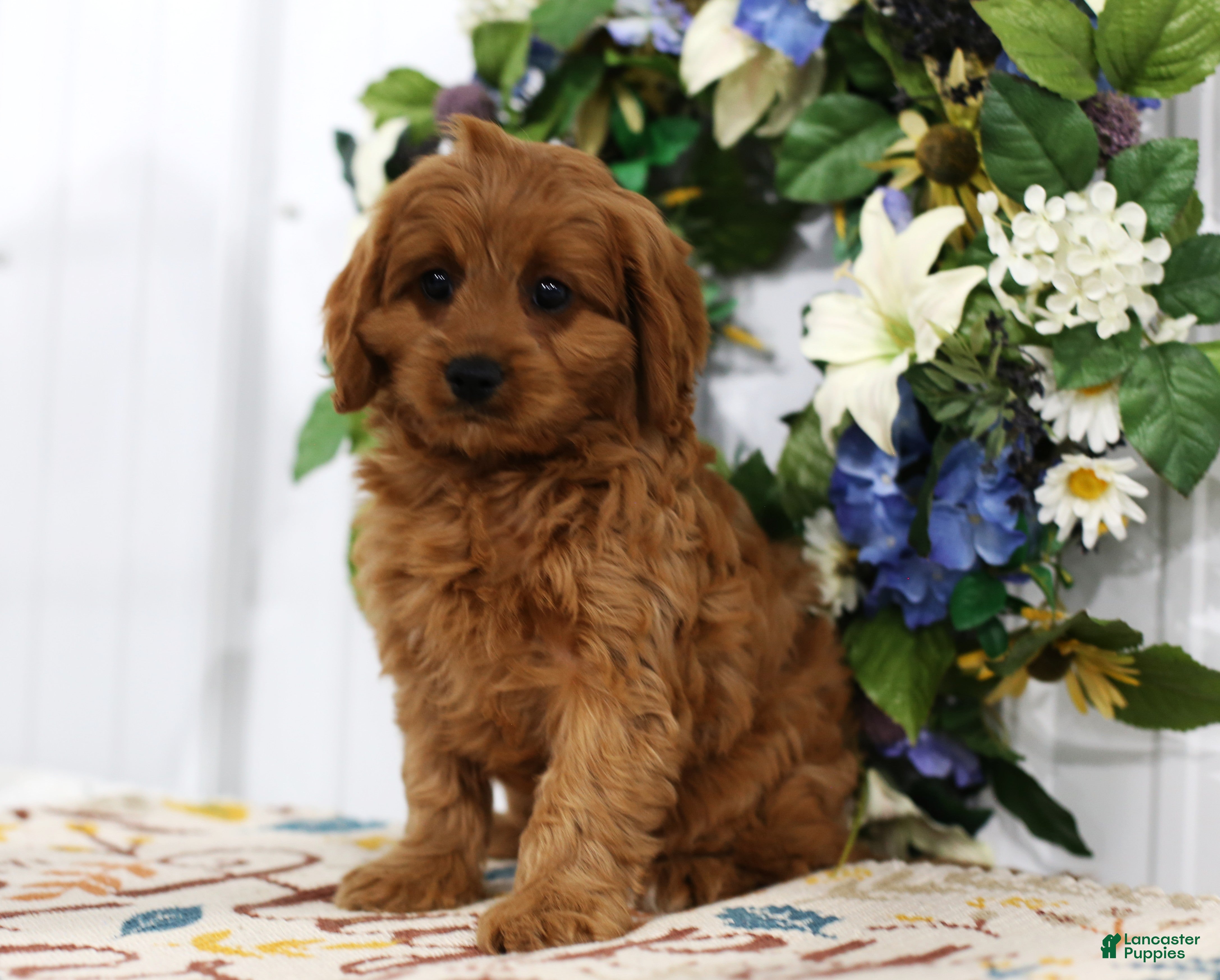 Cavapoo dogs Brodie - Ad 2