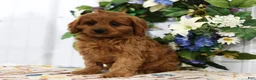 Cavapoo dogs for sale: Brodie - Ad 2