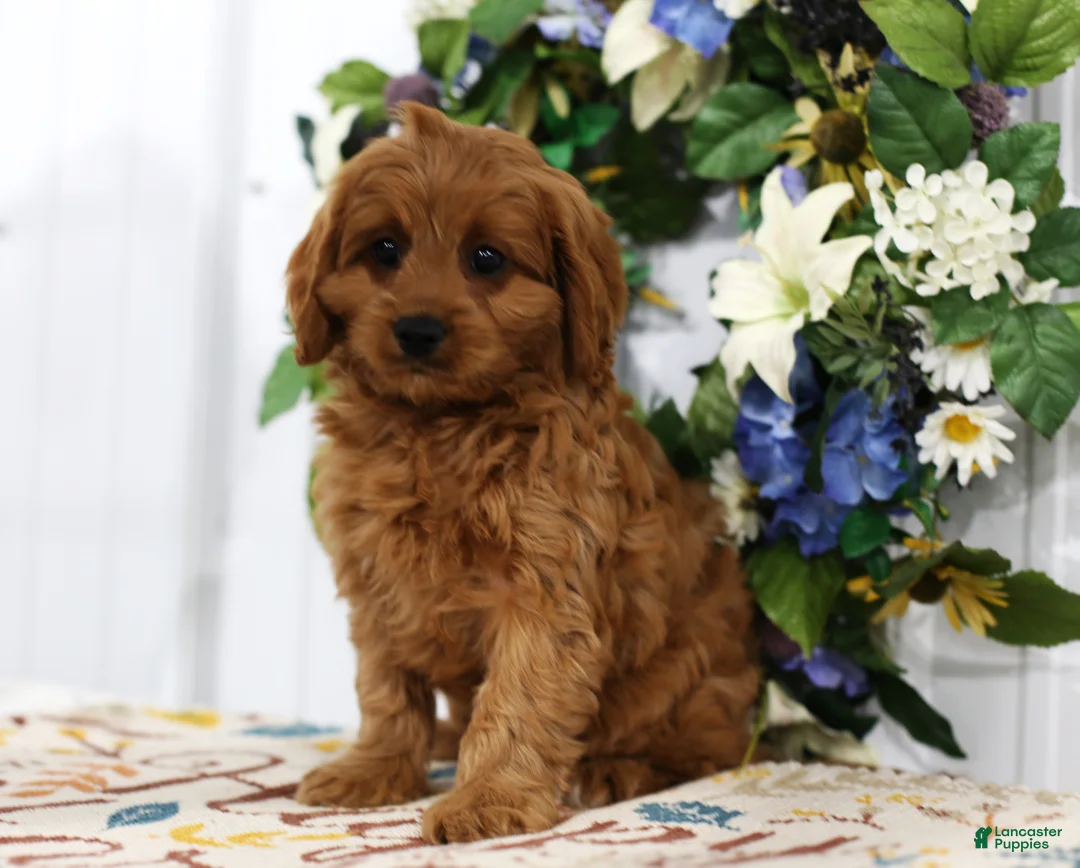 Cavapoo dogs for sale: Brodie - Ad 2