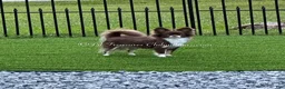 Chihuahua dogs for sale: Katrina - Ad 3