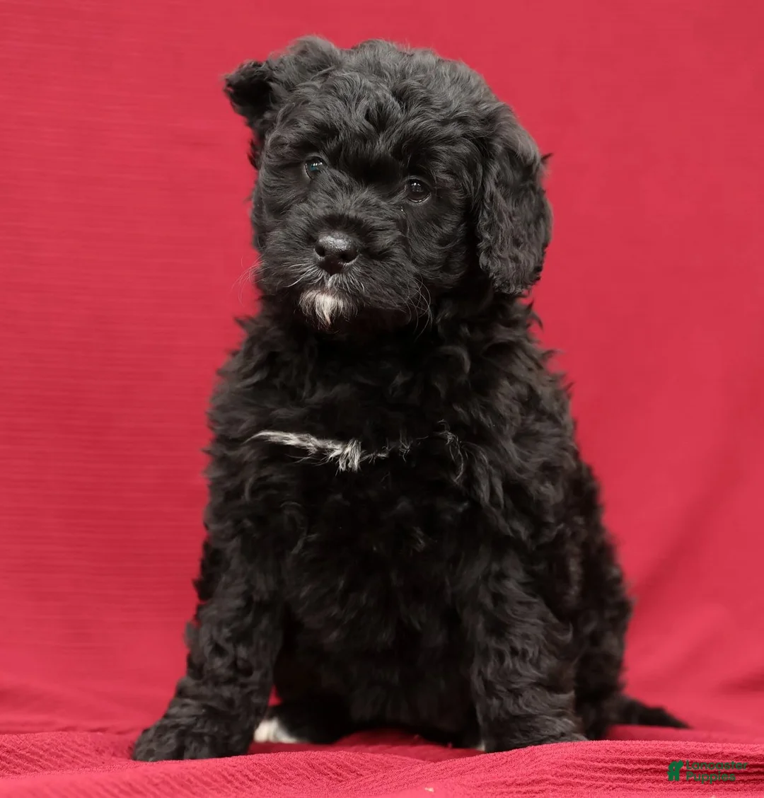 Mini Bernedoodle dogs for sale: Cora - Ad 9