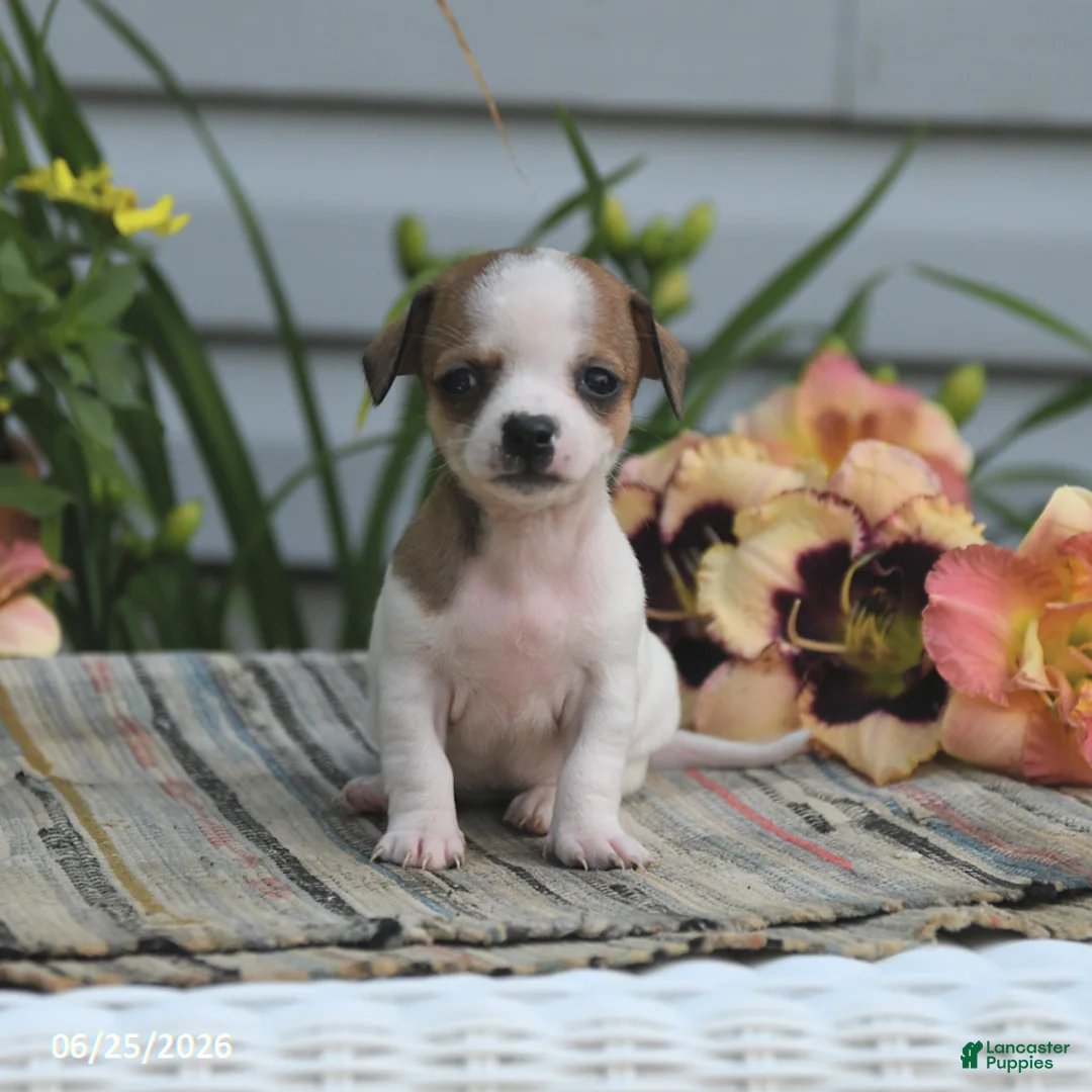 Chiweenie dogs for sale: Adora - Ad 1