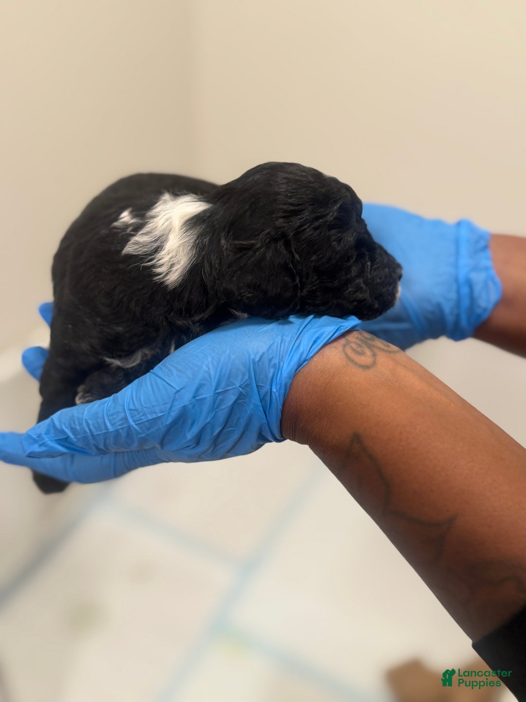 Mini Goldendoodle dogs for sale: Mini Goldendoodle “Oreo”  - Ad 2