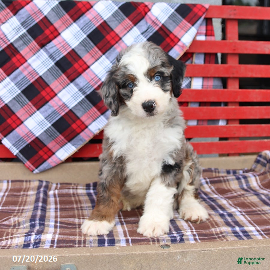 Mini Bernedoodle dogs for sale: Gizmo - Ad 3