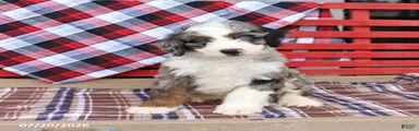 Gizmo