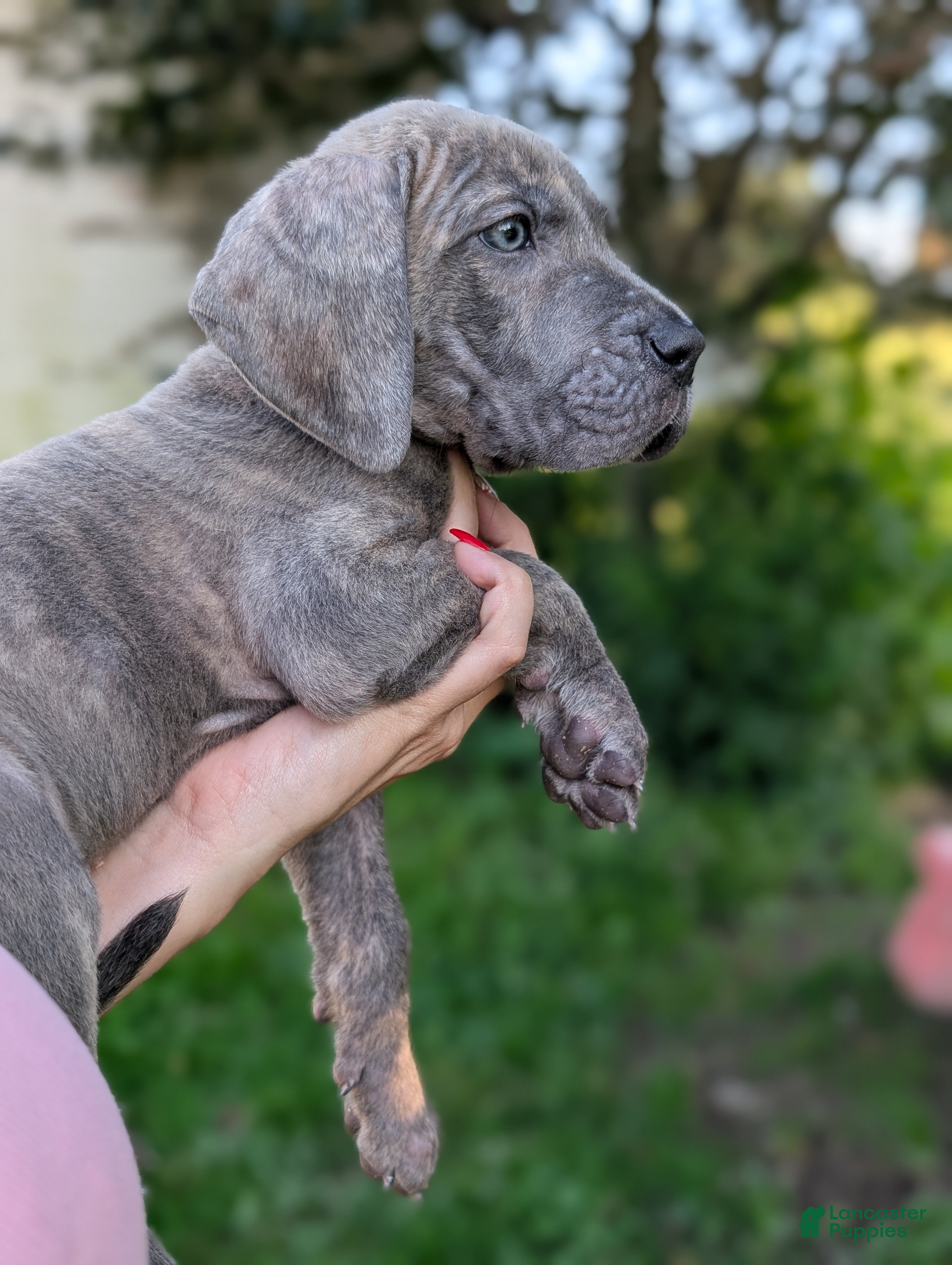 Great Dane dogs Scout - Female  - Ad 1