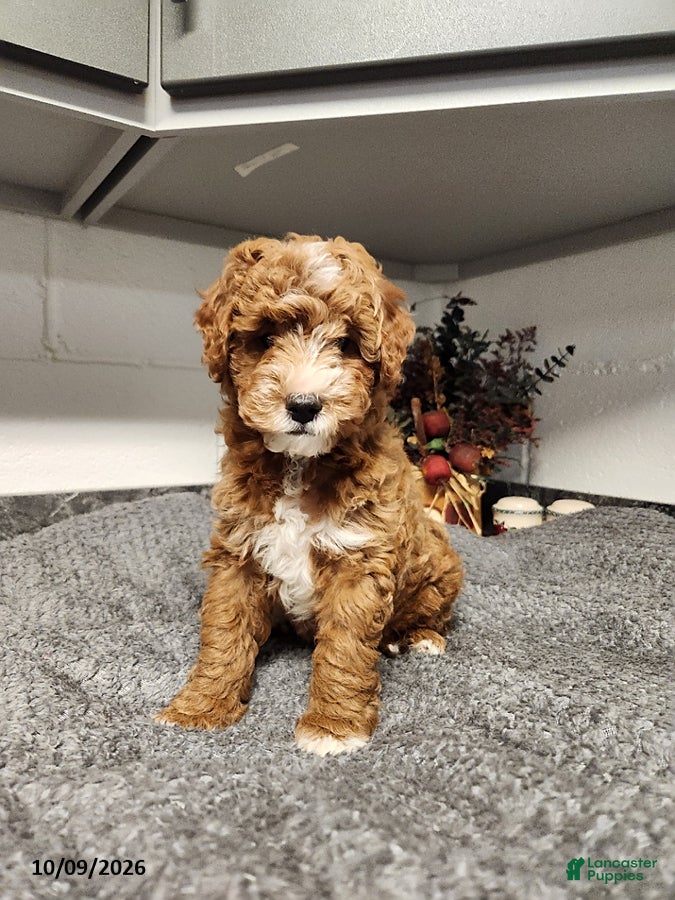 Bandit (Doodle / designer cross, Male) in East Earl, PA