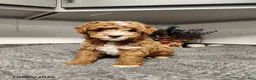 Mini Goldendoodle dogs for sale: Bandit - Ad 1