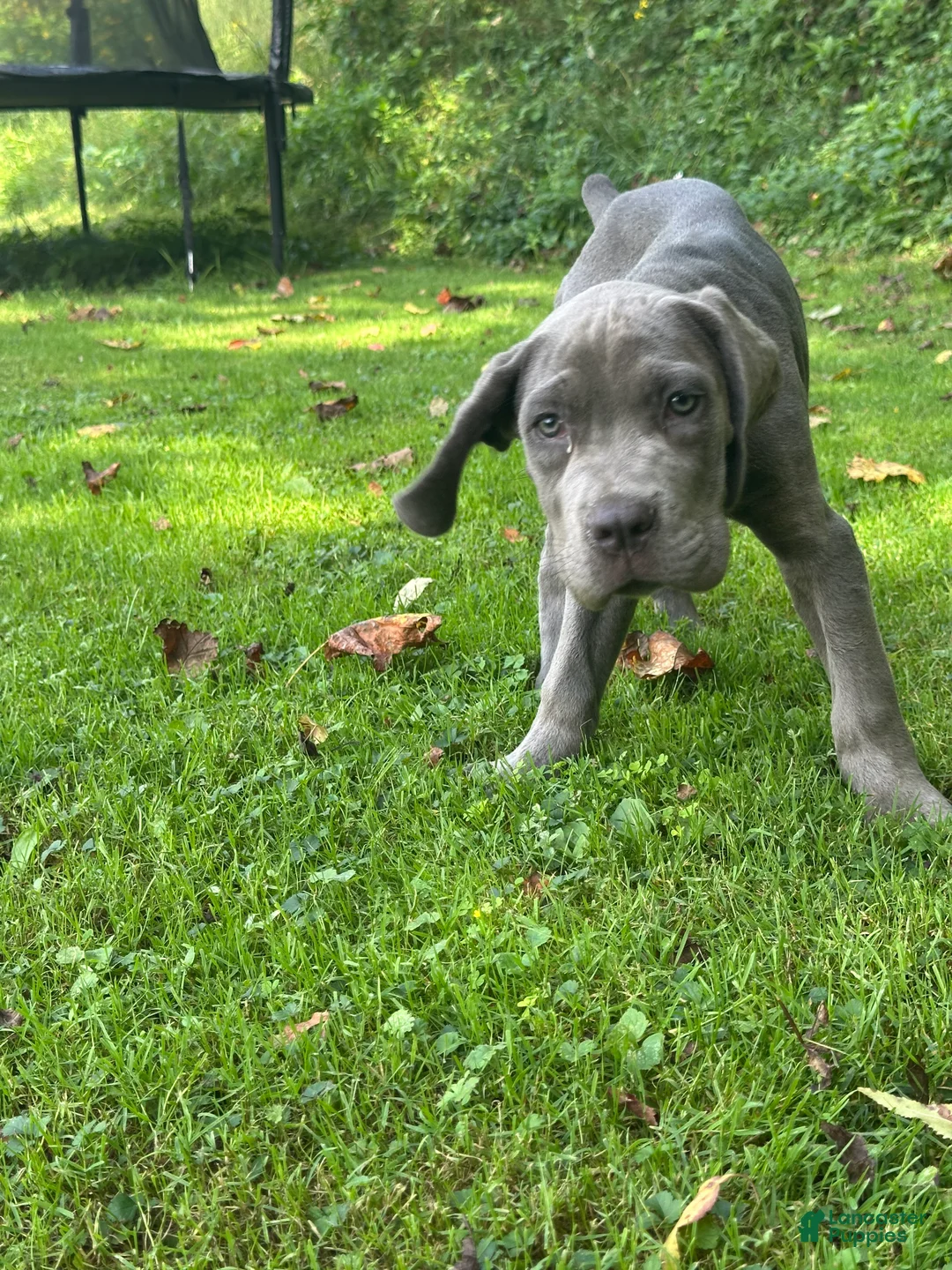 Cane Corso dogs for sale: Zues - Ad 1
